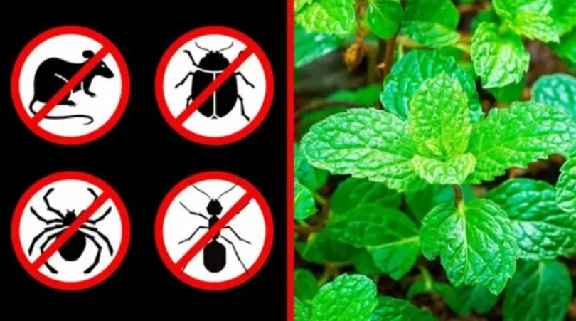 If you have this plant in your home, you will never see mice, spiders or other insects again!